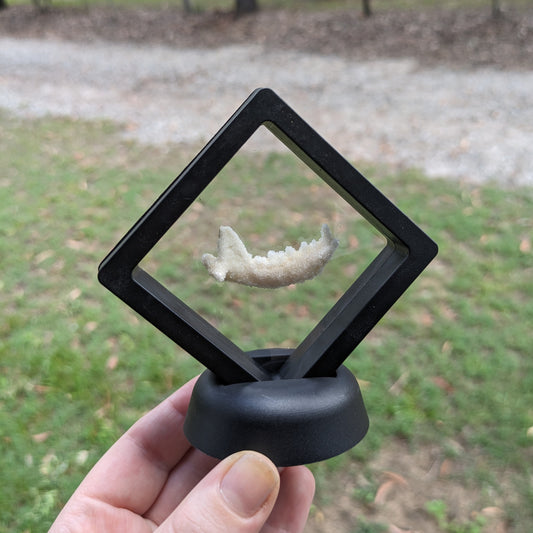 Crystalized Jaw Bone Display