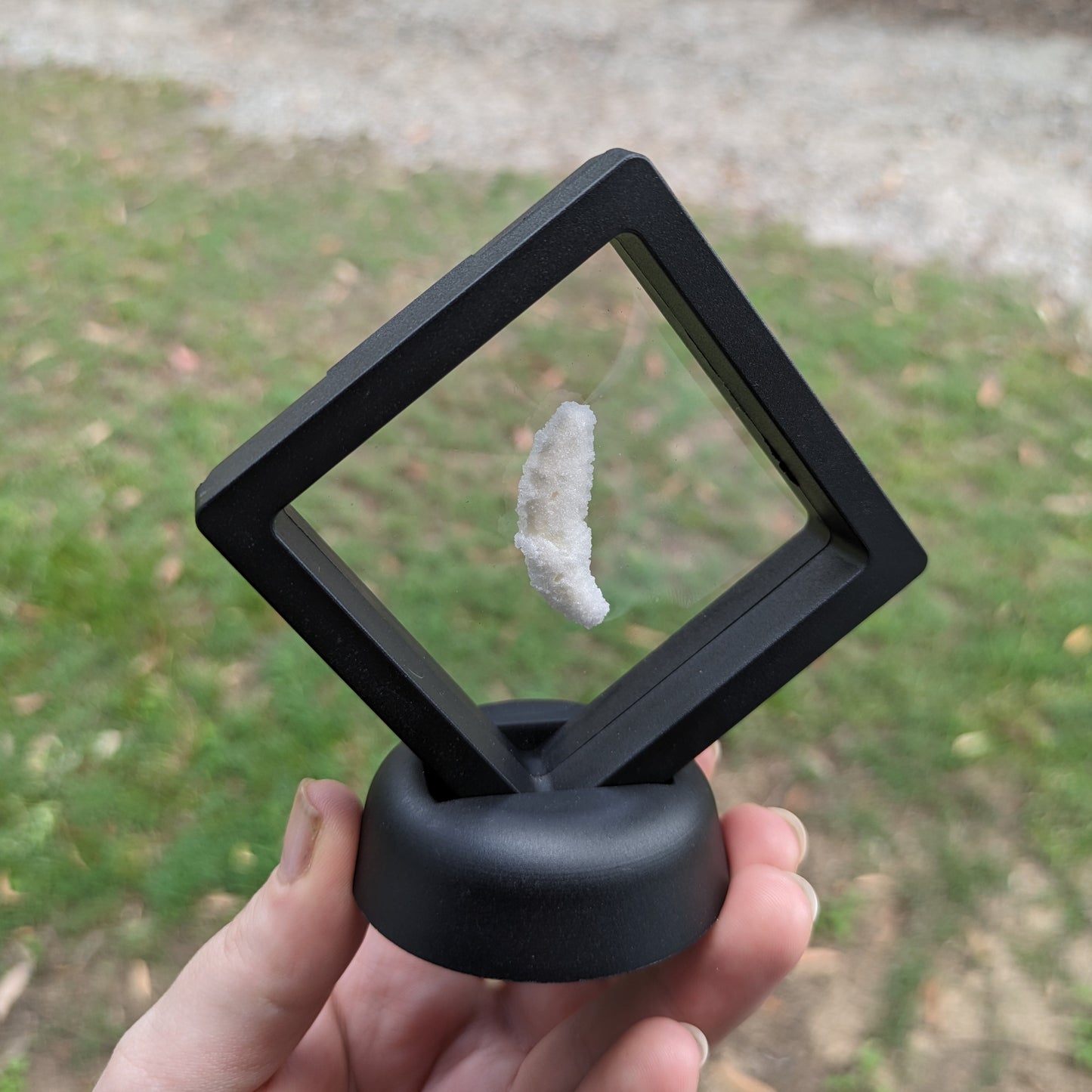 Crystalized Wolf Tooth Display