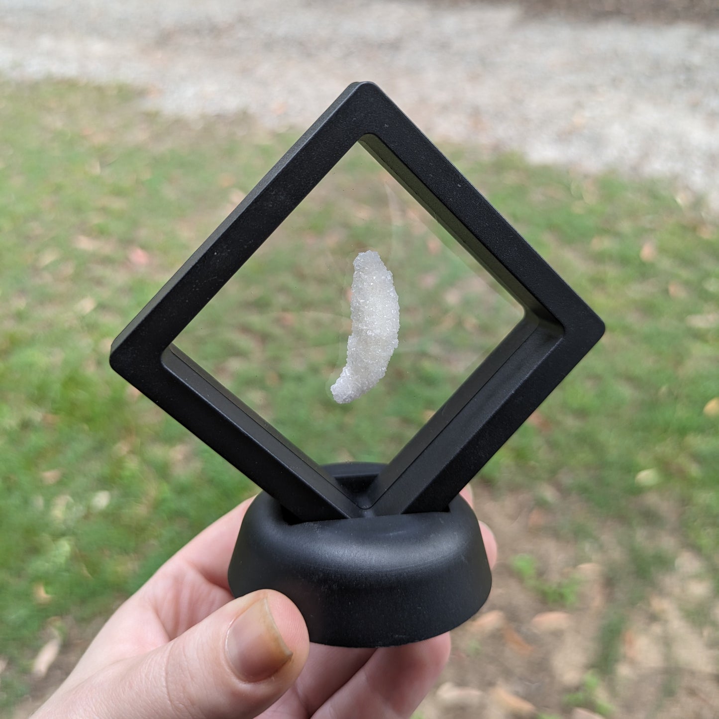 Crystalized Wolf Tooth Display